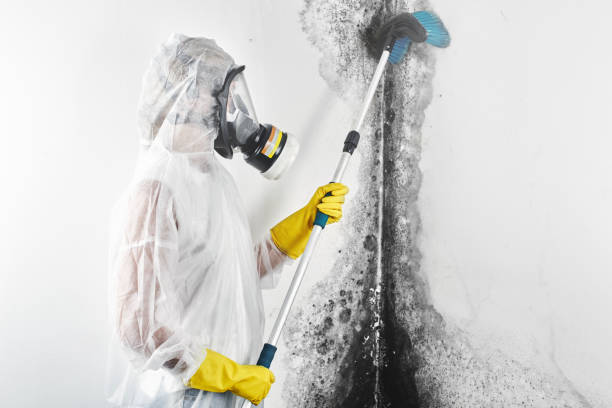  Brodhead, WI Mold Removal Pros