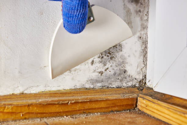 Best Mold-Related Health Consultation  in Brodhead, WI