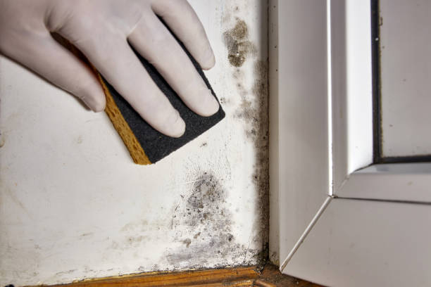 Best Mold Odor Removal Services  in Brodhead, WI